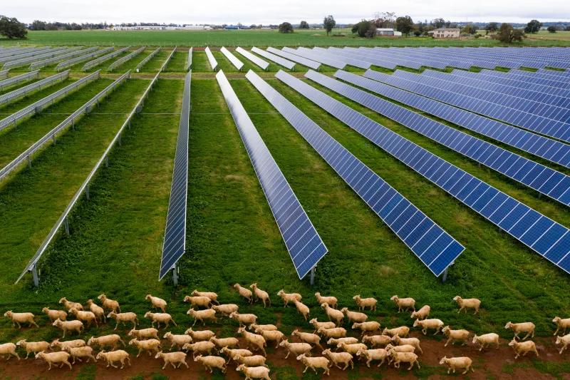 A flock of sheep grazes on green grass beside rows of large blue solar panels, showcasing sustainability in a rural field, with a farmhouse visible in the distance under a cloudy sky.